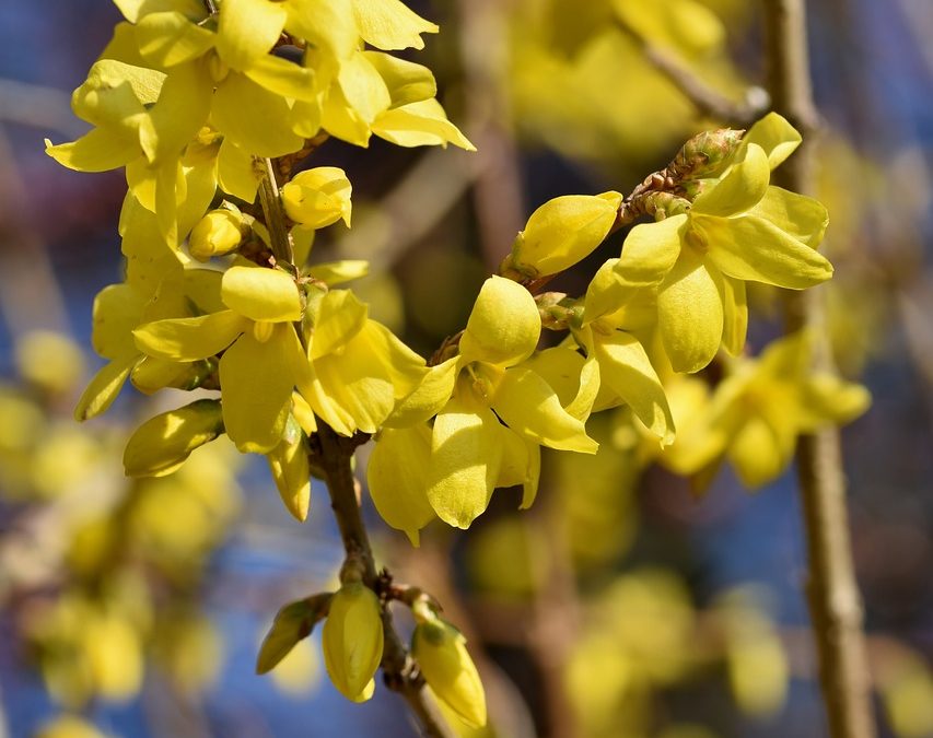 Forsythia