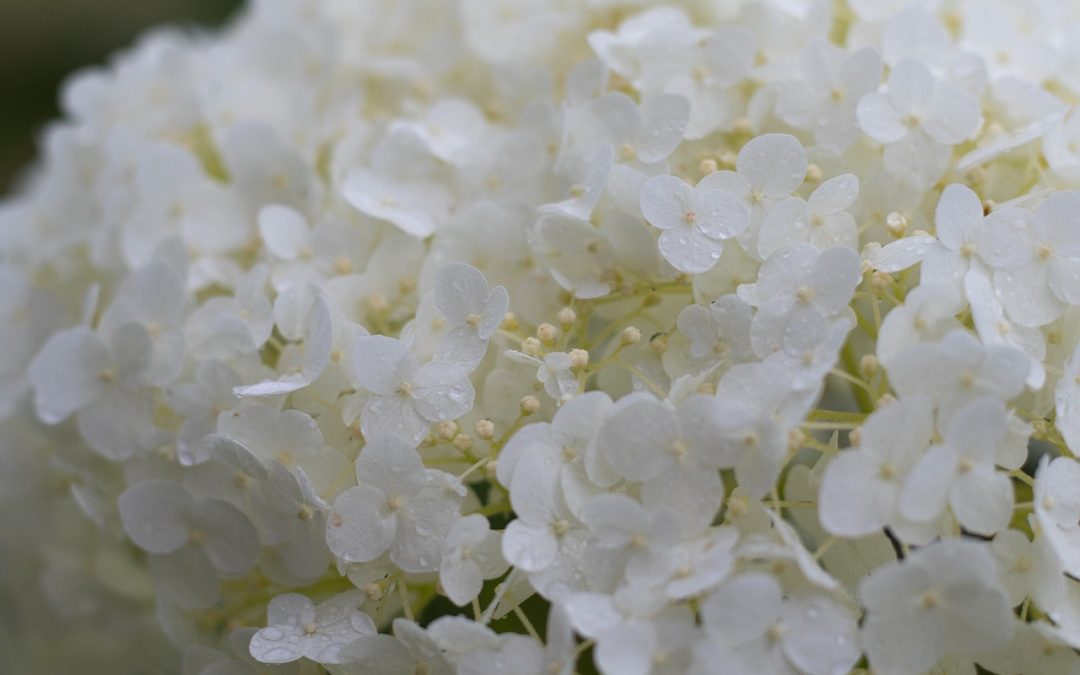Annabelle Hydrangea