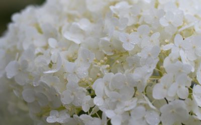 Annabelle Hydrangea