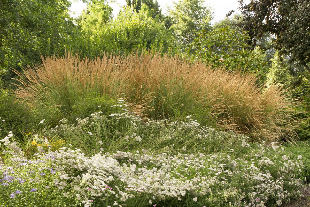 rest_9_9_9950 Image courtesy of Monrovia | https://www.monrovia.com/foersters-feather-reed-grass.html
