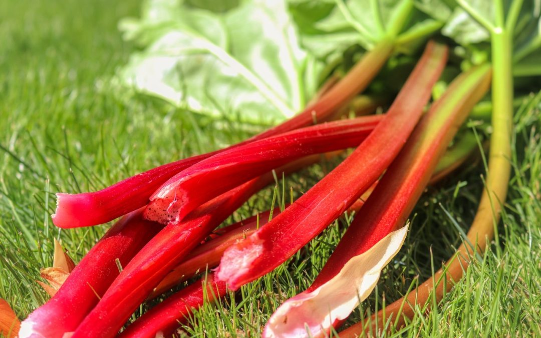 Rhubarb