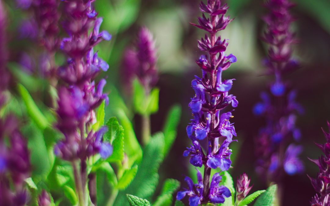May Night Salvia