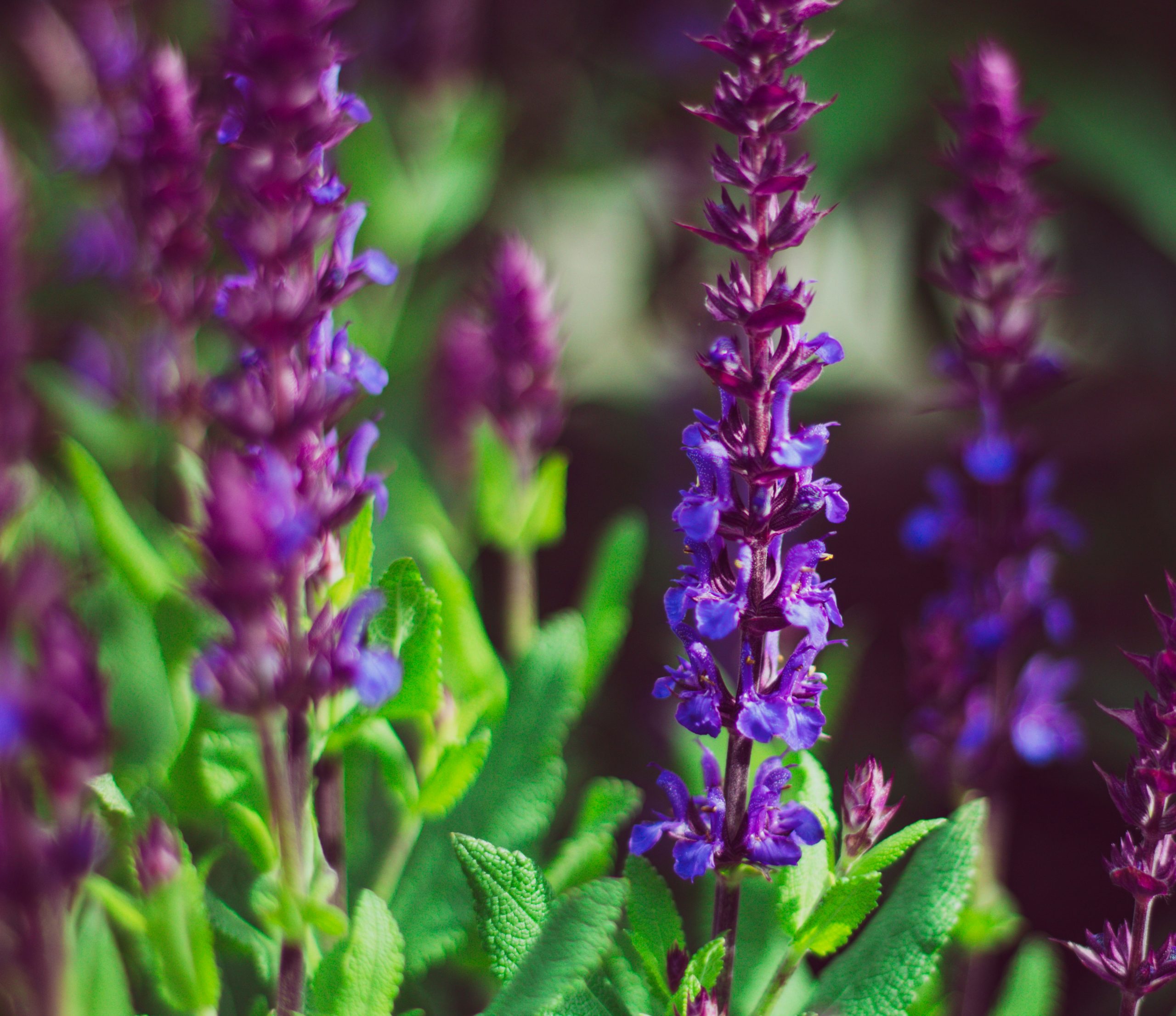 Photo courtesy of https://unsplash.com/photos/a-close-up-of-purple-flowers-with-green-leaves-1C0FFP_L1_c?utm_content=creditShareLink&utm_medium=referral&utm_source=unsplash Photo courtesy of https://unsplash.com/photos/a-close-up-of-purple-flowers-with-green-leaves-1C0FFP_L1_c?utm_content=creditShareLink&utm_medium=referral&utm_source=unsplash