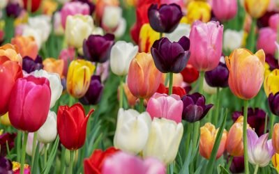 Tulips