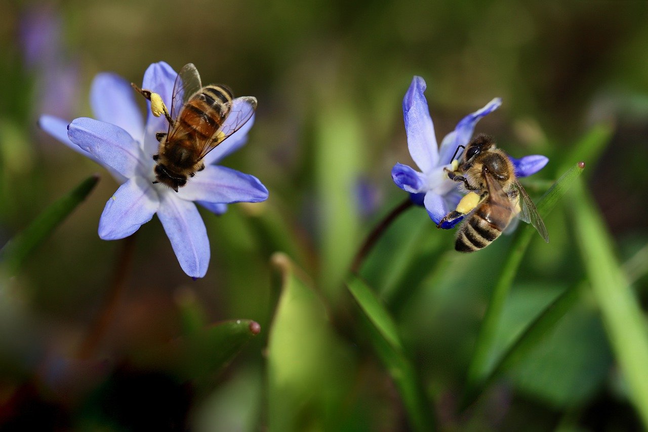 Blue Star Amsonia | Image by Annette Meyer