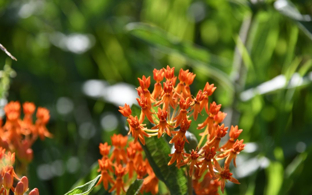 Butterfly Weed