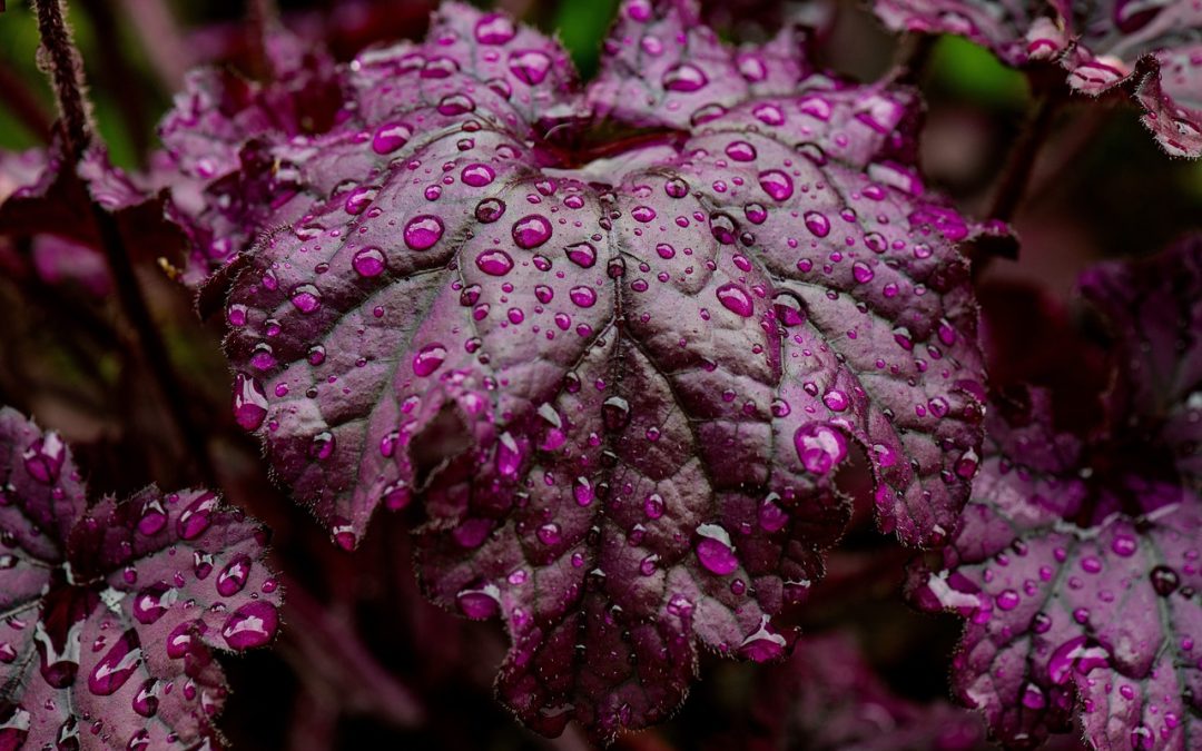 Coral Bells