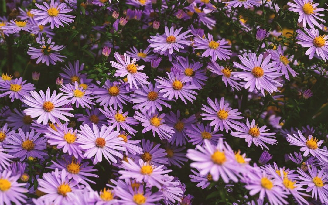 Aster