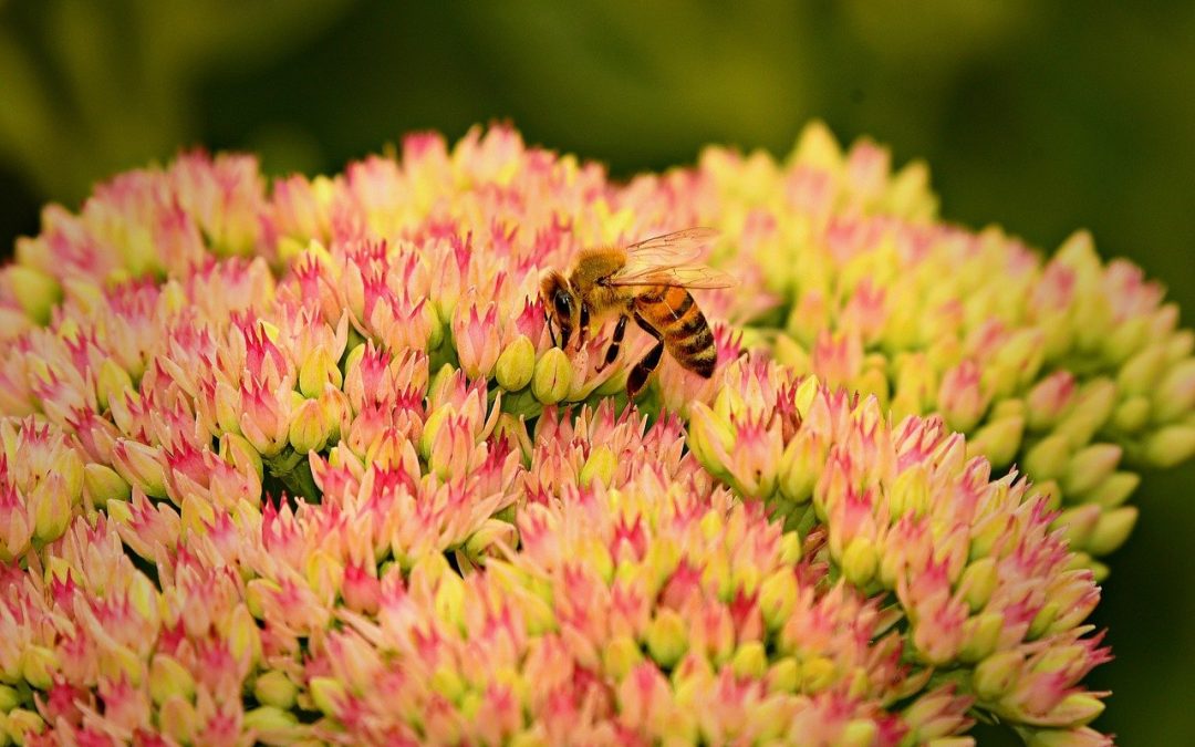 🌿 April Gardening Tips for Southeast Wisconsin