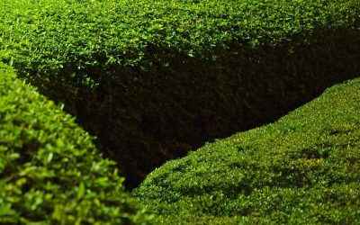Boxwood