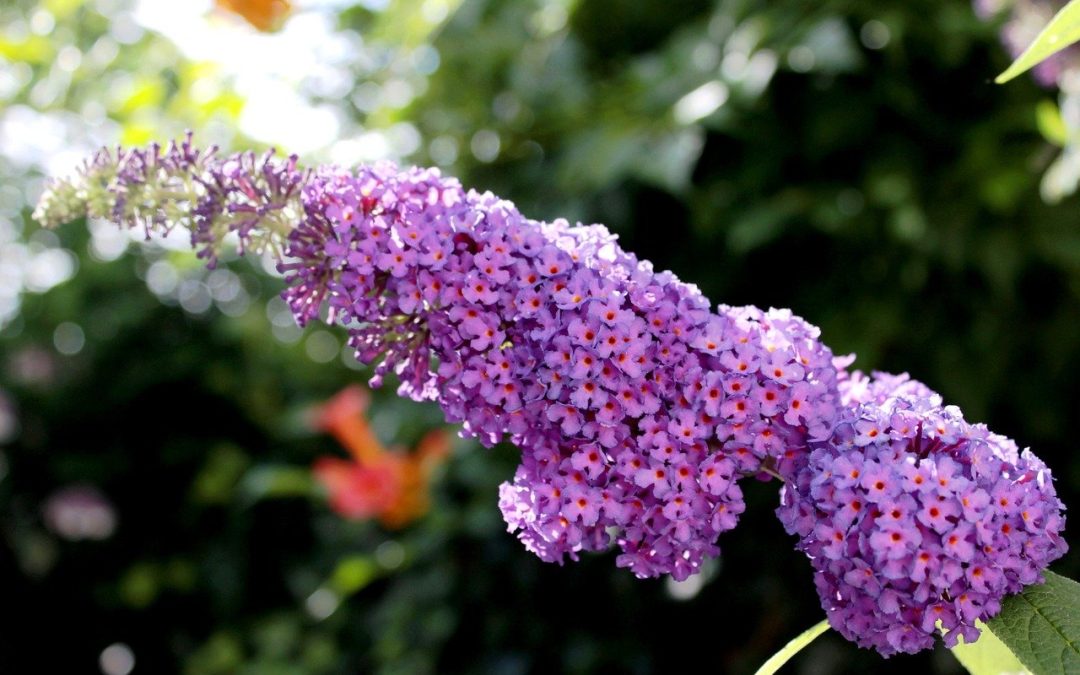 Butterfly Bush
