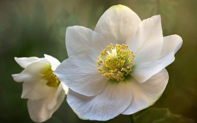 Hellebore