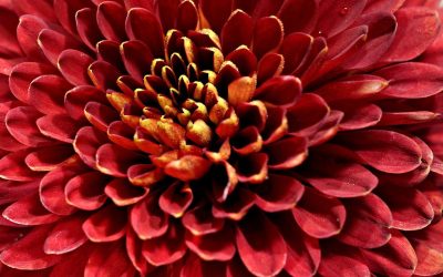 Chrysanthemum