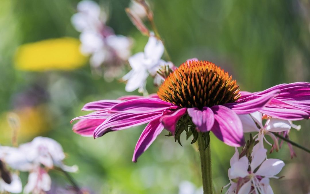 Coneflower