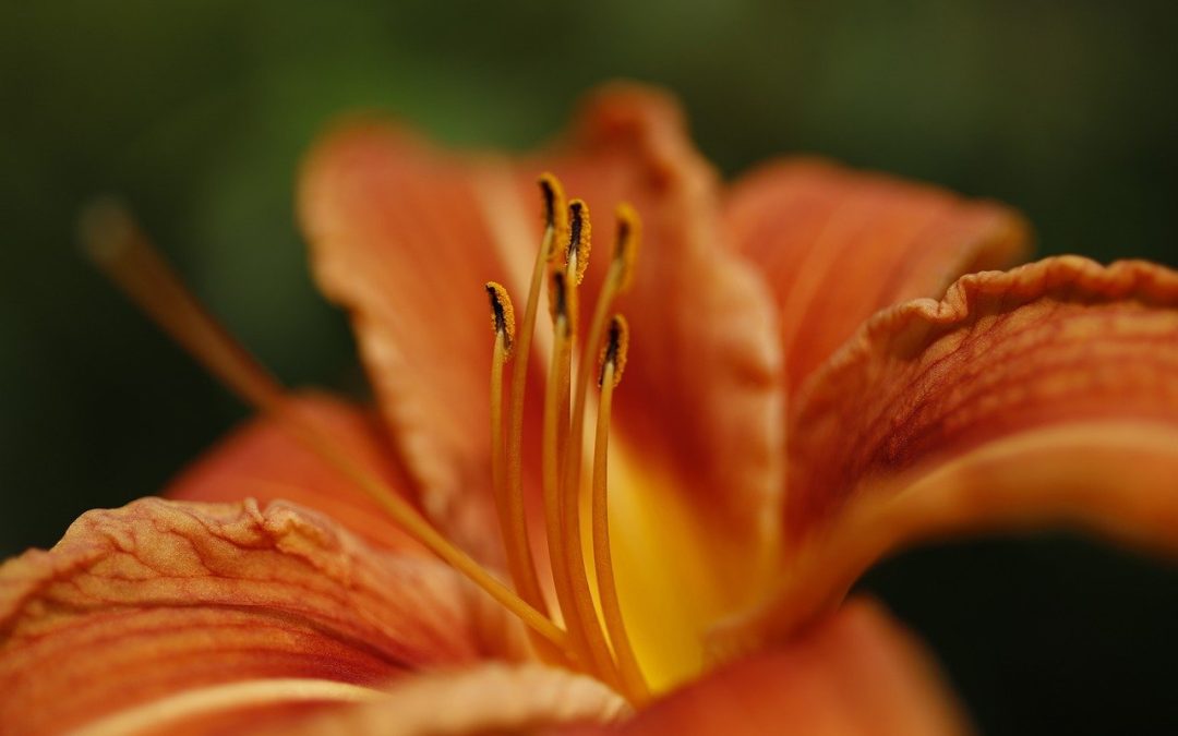 Daylily