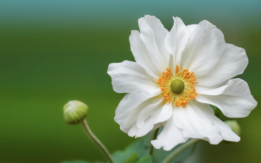Japanese Anemone