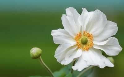 Japanese Anemone