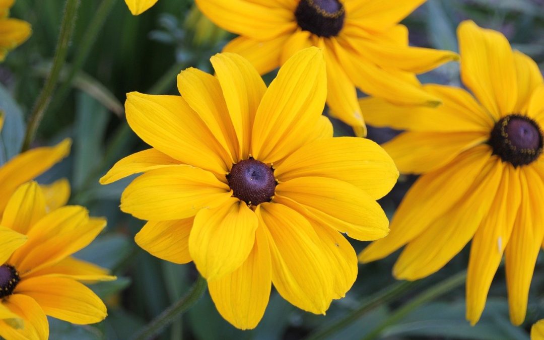 Black-eyed Susan