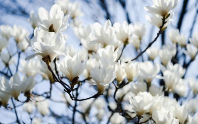 Evergreen Magnolia