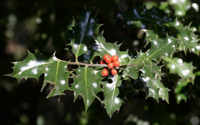 October Gardening Tips for Cedarburg, WI: Preparing for Winter