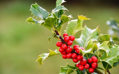 Holly