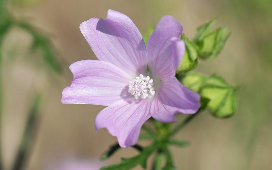 Hardy Hibiscus