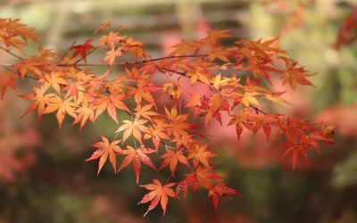 Paperbark Maple