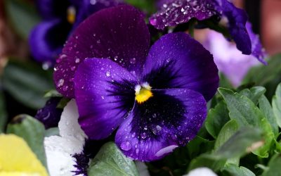 Pansies