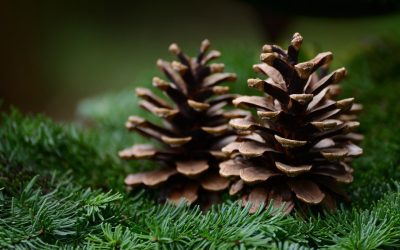 Pine Trees