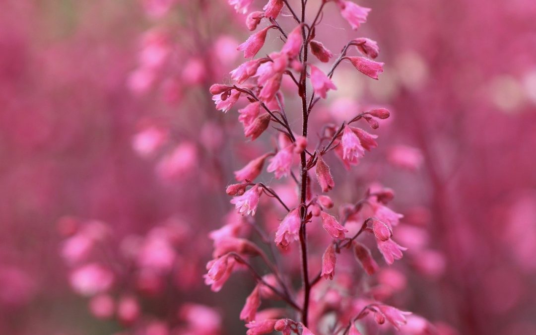 Coral Bells