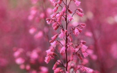 Coral Bells