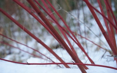 Red Twig Dogwood