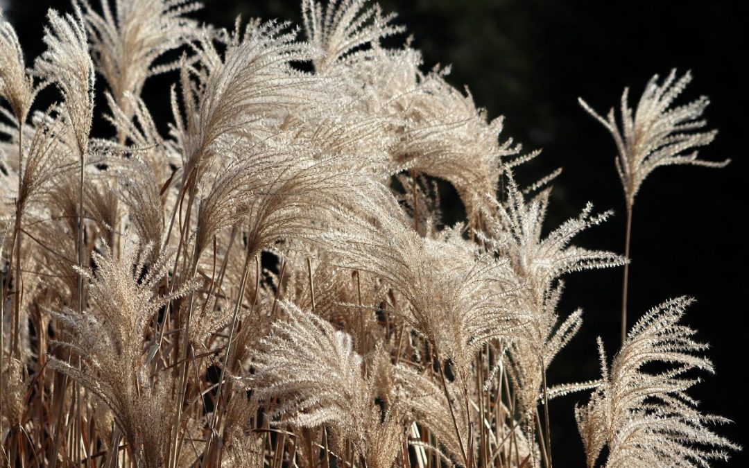 Ornamental Grasses