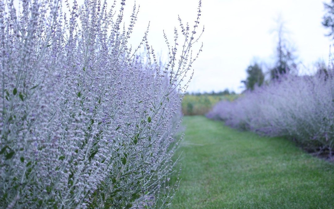 Russian Sage