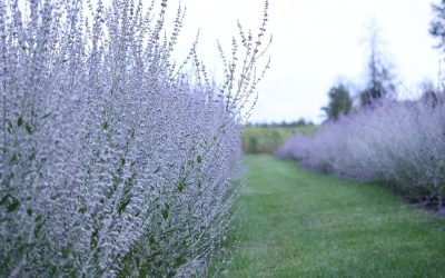 Russian Sage