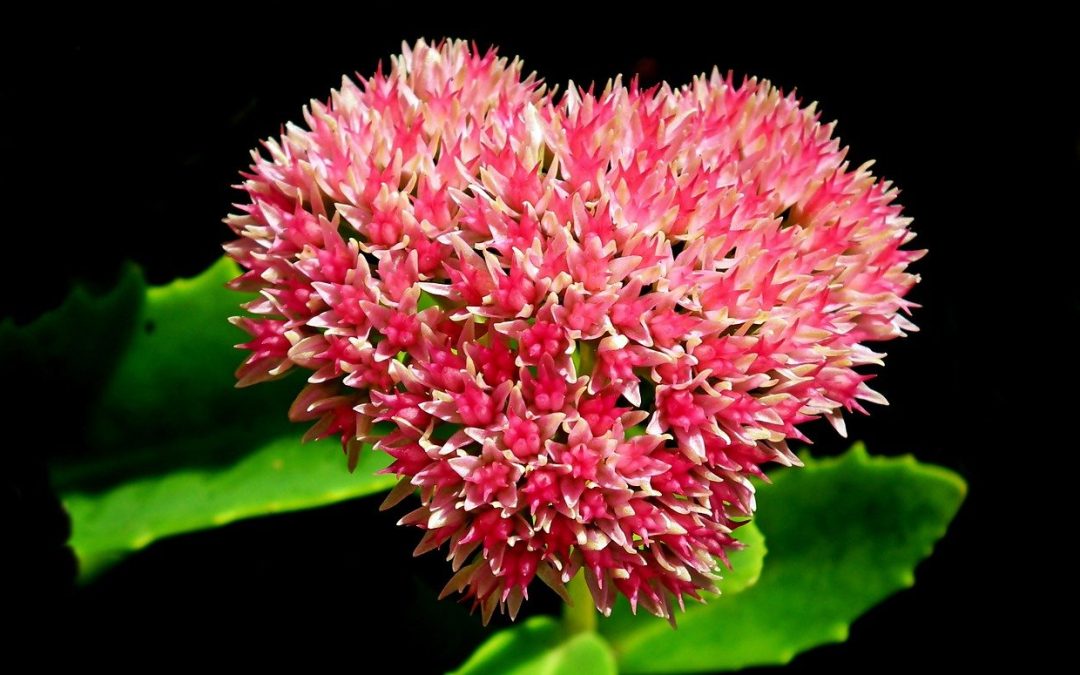 Sedum