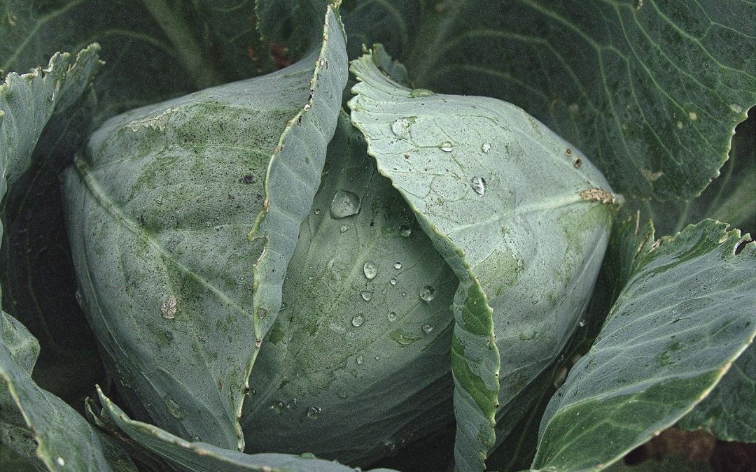 Ornamental Kale