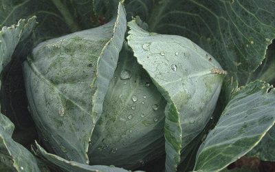 Ornamental Kale