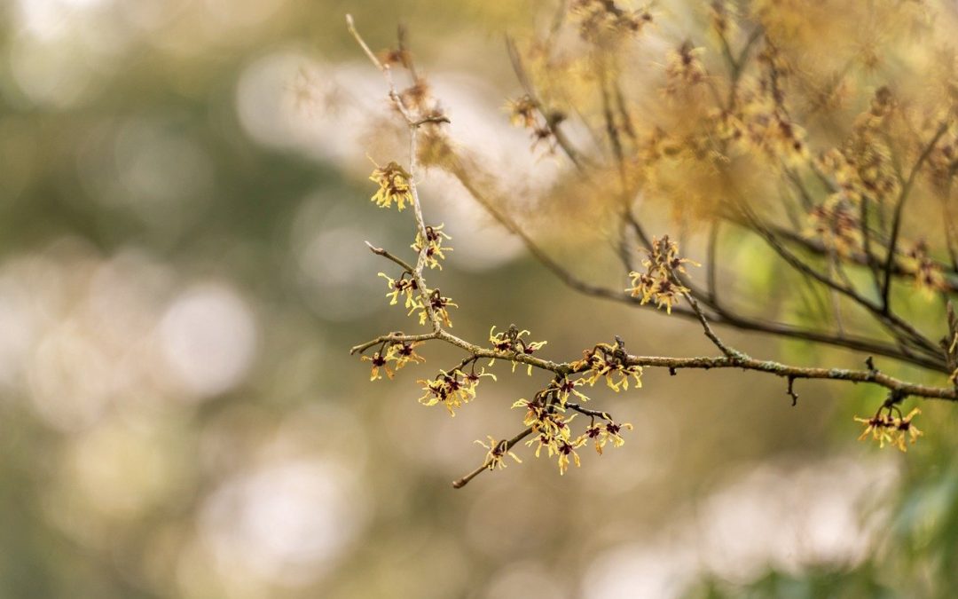Witch Hazel