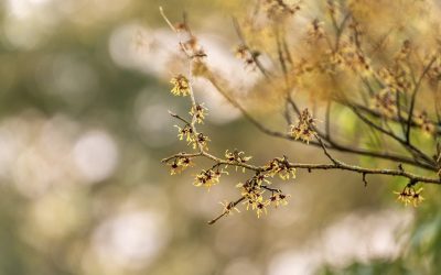 Witch Hazel