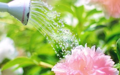 Wisconsin Gardener’s Tips for July 2024