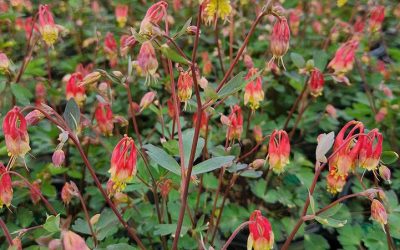 Columbine