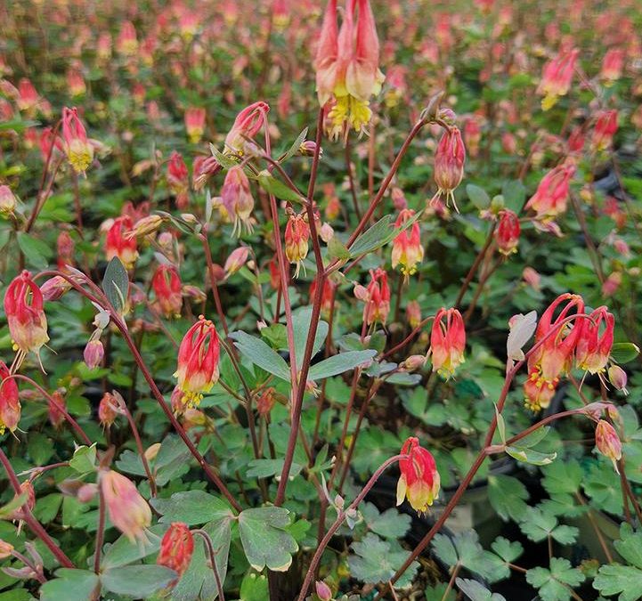 Columbine