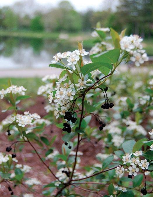 Low Scape Snowfire Chokeberry