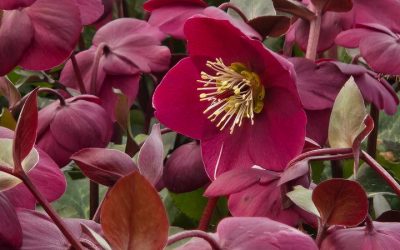 Tropical Sunset Lenten Rose