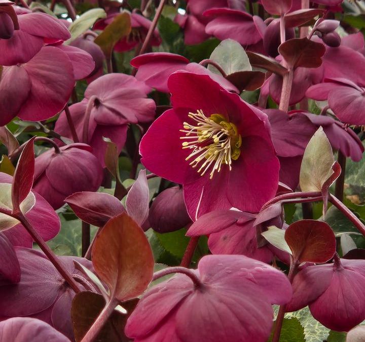 Tropical Sunset Lenten Rose