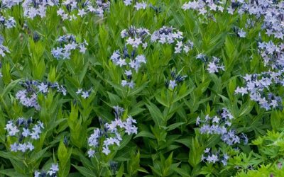 Amsonia Blue Ice
