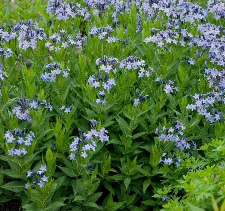Amsonia Blue Ice
