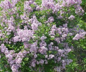 Dwarf Korean Lilac