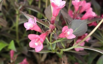 Spilled Wine Weigela